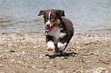 BERGER AUSTRALIEN PUPPIES 122